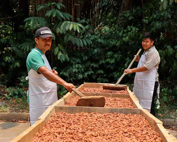 SECADO DE CACAO CARLA